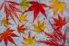 Fall maple leaves in ice Art Print
